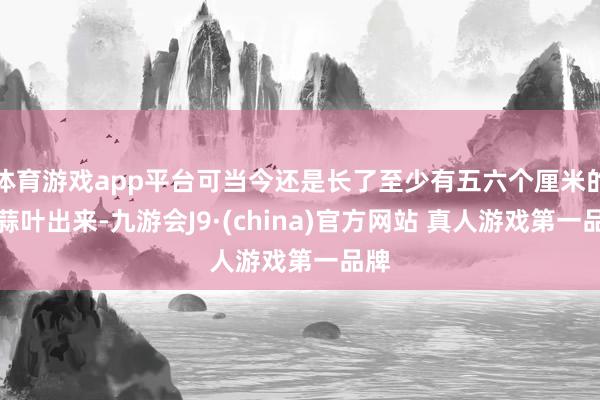 体育游戏app平台可当今还是长了至少有五六个厘米的大蒜叶出来-九游会J9·(china)官方网站 真人游戏第一品牌